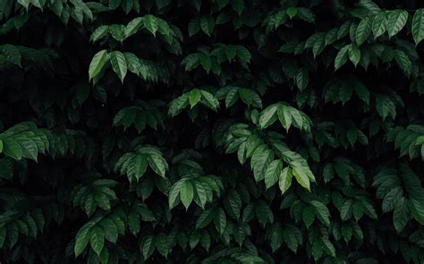 Green Leafed Tree Imac Wallpaper Download Allmacwallpaper