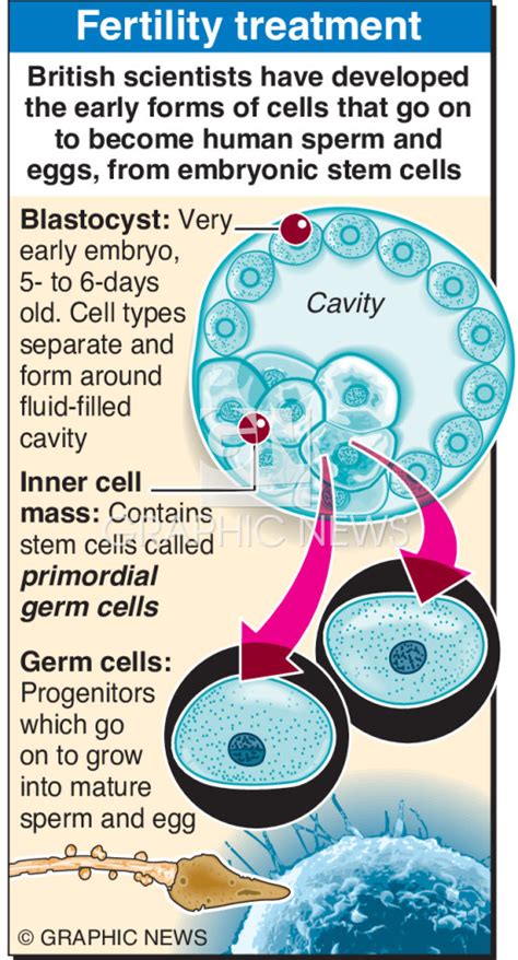 Science Sperm And Egg Stem Cells Infographic