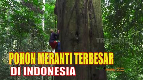 Mencari Dan Mengukur Pohon Meranti Terbesar Di Indonesia Jejak