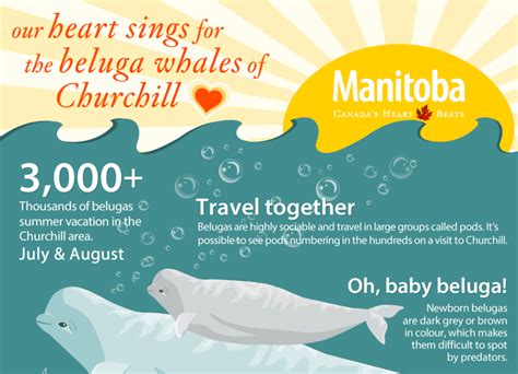 Beluga Infographic