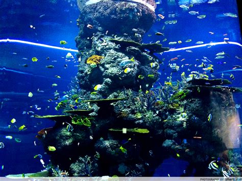 10 Must Visits At The Sea Aquarium A Guide To The World Under The Sea