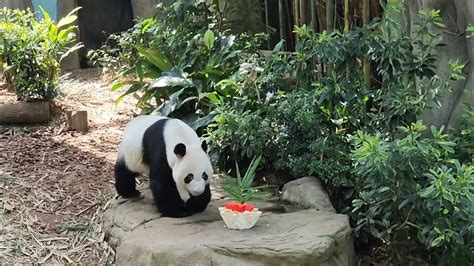 20230602 Giant Panda Kai Kai 凯凯 Eats Treats River Wonders Singapore