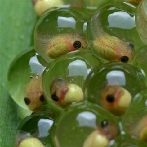 frog eggs hubpages