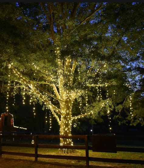 Hanging christmas lights on outdoor trees is the perfect way to bring holiday cheer to your home and neighborhood. How to Wrap Trees with Mini Lights for Christmas | Outdoor ...
