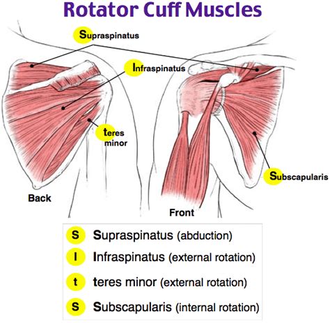 The rotator cuff consists of three muscles and tendons and controls shoulder movement. Rotator cuff muscles - Medically