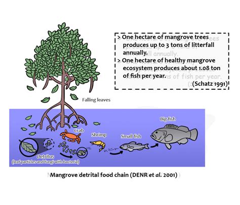 Why Are Mangroves Important Ccef