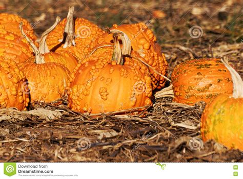 Pumpkin Field Stock Photo Image Of Autumn Cucurbita