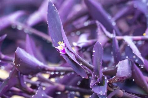 Tradescantia Pallida Care How To Grow Purple Heart Plant