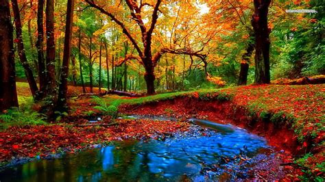 Small Stream In Autumn Forest Stream Autumn Nature Forests Hd