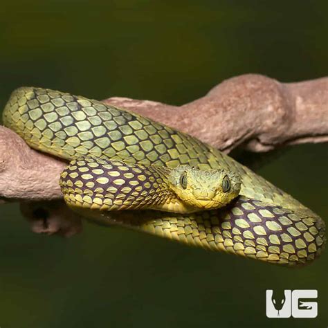 Adult Banded Green Squamigera Bush Viper Atheris Squamigera For Sale