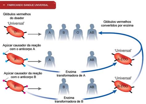 G1 Ciência E Saúde NotÍcias Equipe Cria Sangue Universal Para