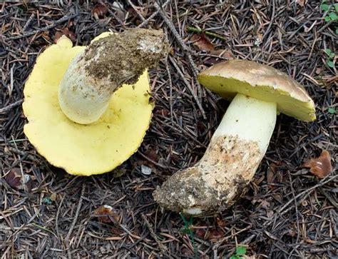 Boletus Pseudoregius The Ultimate Mushroom Guide