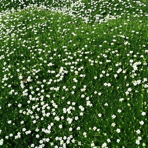 Irish Moss Pearlwort Sagina Subulata 20000 Bulk Seeds Seeds And Bulbs