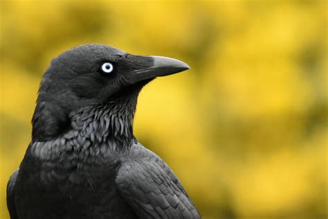 Little Raven Corvus Mellori Zoochat
