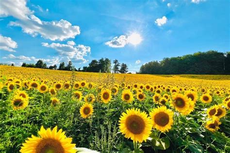 You Can Do Yoga And Pick Your Own Flowers At A Sunflower Farm Near Toronto