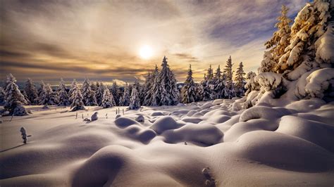 Snow Covered Trees In Snow Field During Sunrise Hd Winter Wallpapers
