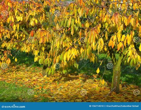 Small Cherry Trees With Bright Autumn Leaves On The Tree And On The