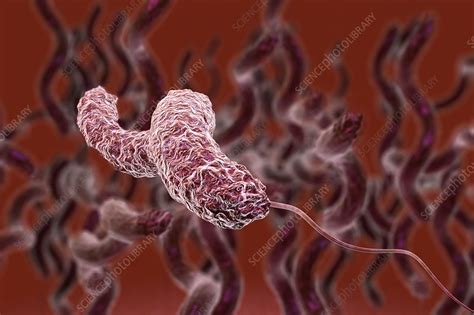 Campylobacter Jejuni Bacteria Illustration Stock Image C0345544