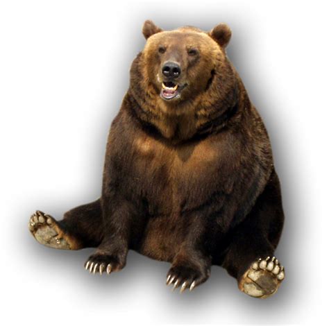 Bear Png Transparent Image Download Size 533x529px