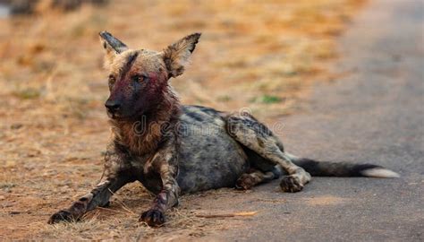 Closeup Of A Battle Scarred Bloody African Wild Dog In Kruger National