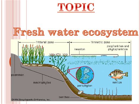 Solution Fresh Water Ecosystem Studypool