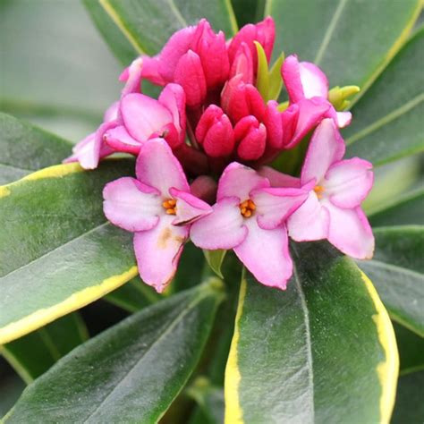 Buy Daphne Daphne Odora Aureomarginata Delivery By Waitrose Garden