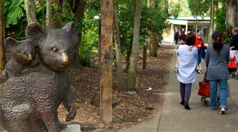 Lone Pine Koala Sanctuary Brisbane Attraction Au