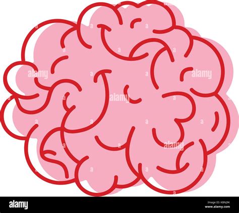 Human Brain Anatomy To Creative And Intellect Stock Vector Image And Art