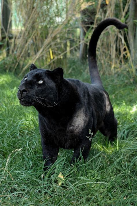 74 Best Images About Black Panther Cats On Pinterest