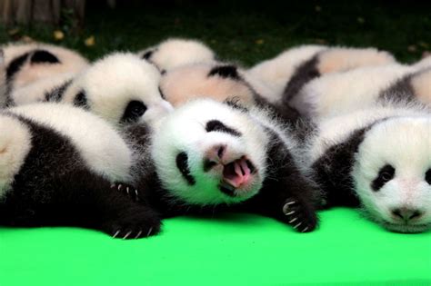 Look Panda Cubs Make Public Debut In China Abs Cbn News