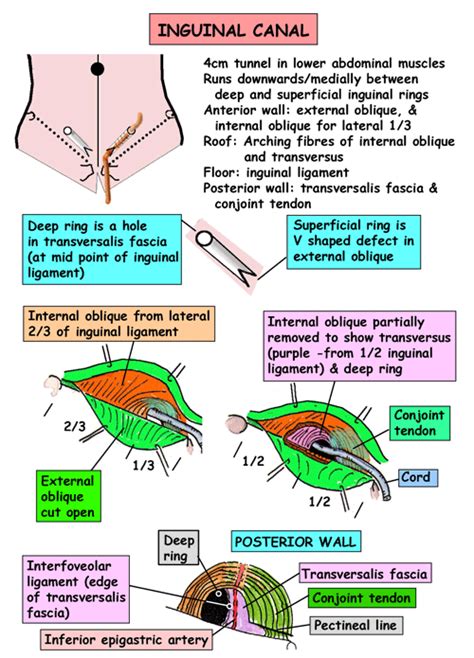 Instant Anatomy Abdomen Areas Organs Inguinal Region Inguinal