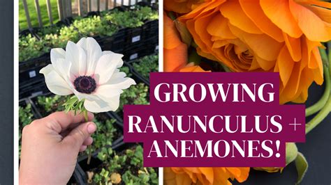 How To Grow Ranunculus And Anemones Two Sisters Flower Farm