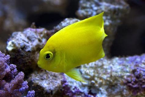 Yellow Angelfish Centropyge Heraldi Saltwater Fish For Sale