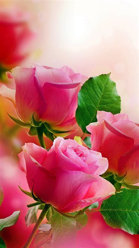 Beautiful Wallpaper For Mobile Rose Most Beautiful Full Hd Rose