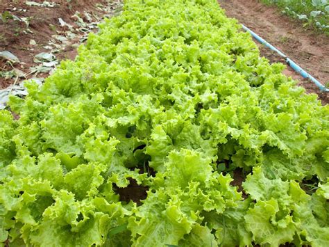 Lettuce Field Stock Image Colourbox