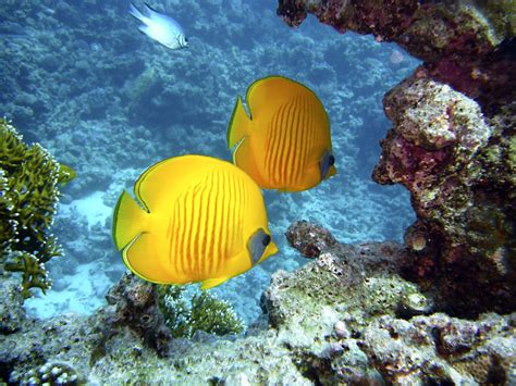 Free Images Sea Water Diving Yellow Coral Reef Egypt Aquarium