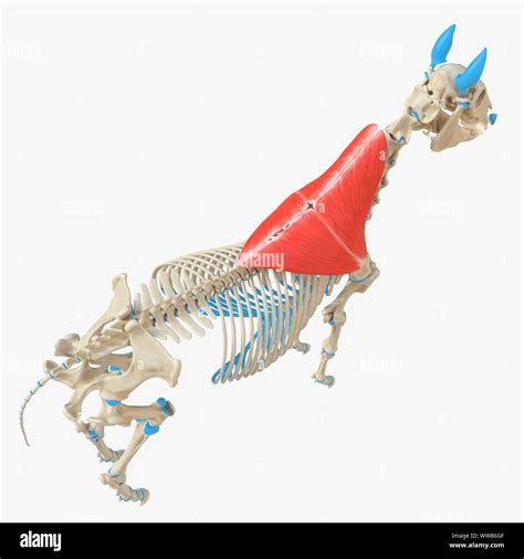 Horse Trapezius Muscle Illustration Stock Photo Alamy