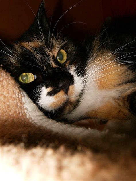 36 Best Images About Tortoiseshell Cats On Pinterest