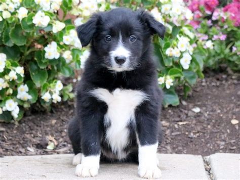 Border Collie Puppies For Sale Puppy Adoption Keystone