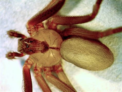 Brown Recluse Spider