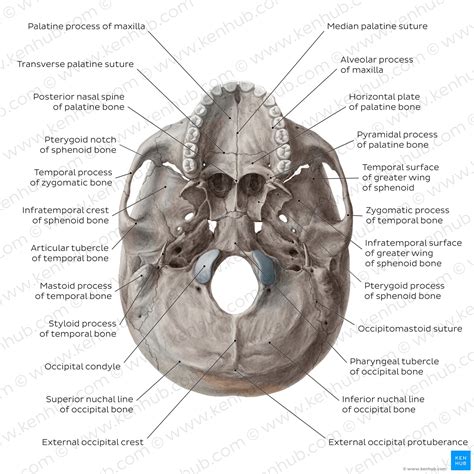 Inferior View Of The Base Of The Skull Anatomy Kenhub