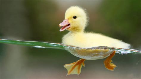 Duckling Swimming In Clear Water Wallpaper Animals Wallpaper Better