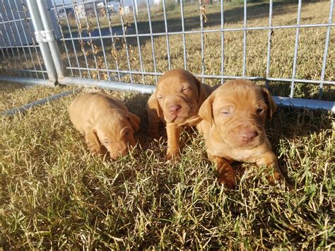 Vizslas can measure an average of. Hungarian Vizsla Puppies For Sale | Hale Center, TX #283502
