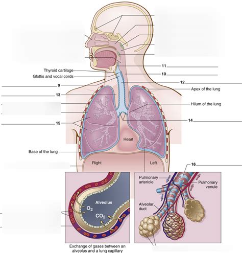 Respiratory System Diagram Part 2 Diagram Quizlet