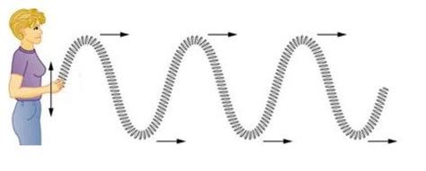 Figure 1 The Parts Of The Slinky In A Transverse Wave Move Vertically