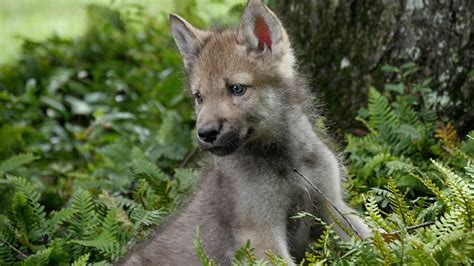 Baby Wolf Wallpaper 60 Pictures
