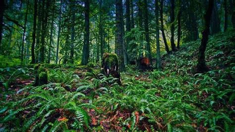 Other accommodations are available in the area for the rest of your guests. FEATURED LOCATION: Trout Creek Wilderness Lodge in Molalla ...