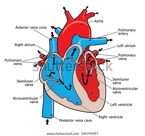How Does Human Heart Work 스톡 일러스트 140745097 Shutterstock