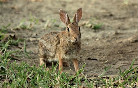 Startled Cotton Tail Rabbit Free Stock Photo Public Domain Pictures
