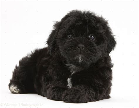 Dog Black Pooshi Poodle X Shih Tzu Pup Photo Wp18791